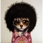 Groovy Catz