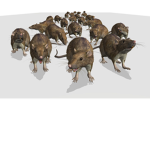 Rats Rade Places