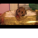 Rat feast