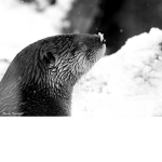 Otter Party!