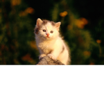 robux for kittys