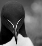 razorbills