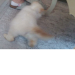 Bella_almina_618