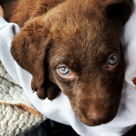 I love puppies forever!