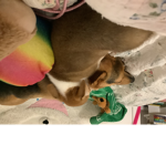 Puppy claw