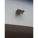 We love frogs
