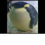 Penguins Teams