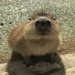 DA 20 CAPYBARAS!