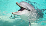 Dolphin’s squad
