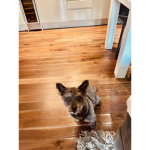 Dogs Grace