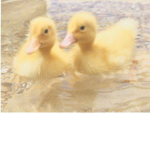 The only qt’s