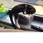 join Group is you Love Cats