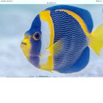 Fishyclan23