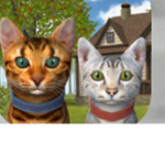 My cat friend