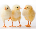 chickens are loved club