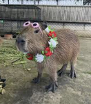 MIA’S CAPYBARA LAND