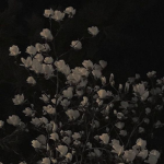 Aesthetic Thingss