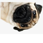 pugs & friends