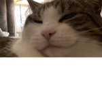 Cat Studios (we make games)