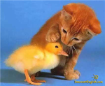Save the Animals we love and live on earth