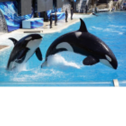 Dolphin stadium