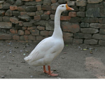 king goose