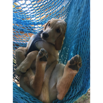 All hail doggos