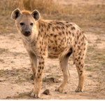 Hyena Group