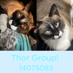 Thor Bestie Group