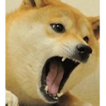 The Doge Legion!!