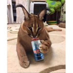 フード ー リンクス