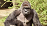 Monke Kingdoom