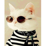 The stylish cat