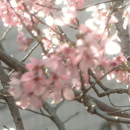 ✧