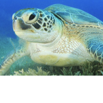 #Team TurtleRocks