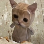 the new cat came