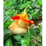 DUCK TEAM >:3