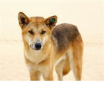 Dingos United