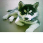 SIBERIAN HUSKYS ARE THE BEST!!!