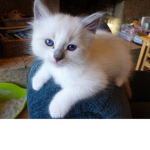 Kitty's kitten's mwa