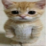 Ello bums