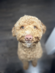 Brodi's Studio