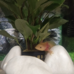 axolotl hay
