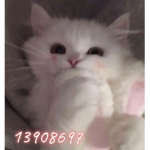 R1CH K1TTY$