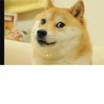 DOGE FAM LOL