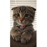 Kitty snowman