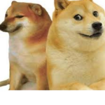 vivan los perro