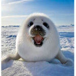 Da Seal Squad!!!!!