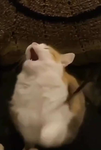 Cats 101999