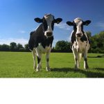 imcutecow roblox